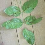 Ormosia coutinhoi Лист