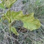 Solanum dimidiatum برگ