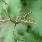 Vicia tetrasperma Other