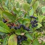 Aronia melanocarpa Fruct