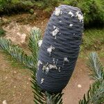 Abies spectabilis موطن