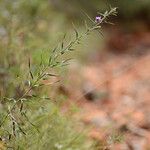 Liatris squarrosa Elinympäristö