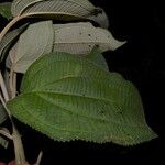 Conostegia subcrustulata Лист