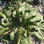 Taraxacum pyropappum Habit