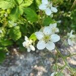 Rubus argutusFlower