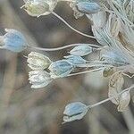 Allium paniculatum Květ
