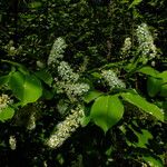 Prunus serotina Çiçek