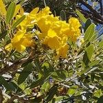 Tabebuia aurea Flower