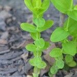 Hypericum mutilum Hoja