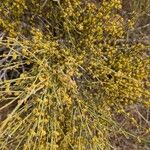 Ephedra viridis Habit