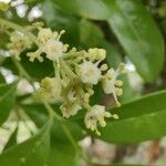 Matayba elaeagnoides Flower