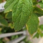 Acalypha australis Leaf