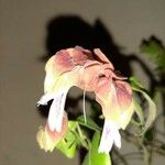 Justicia brandegeeana Flor