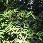 Ficus pancheriana Hábitos