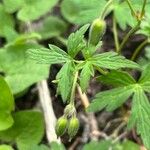 Geranium richardsonii Foglia