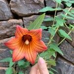 Canarina canariensis 花