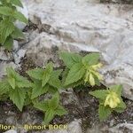 Paederota lutea অভ্যাস