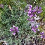 Astragalus vesicarius Blomst