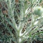 Cirsium echinatum 樹皮