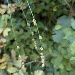 Carex divulsa Fruto
