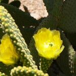 Opuntia microdasysІнше