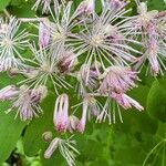 Thalictrum aquilegiifolium Flower