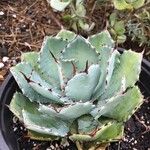 Agave potatorumLeaf