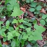 Lactuca muralis Leaf