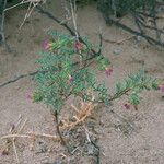 Phacelia bicolor Habitat