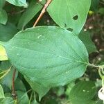 Cornus drummondii Blatt