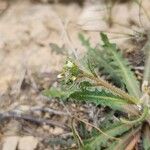 Neotorularia torulosa Blüte