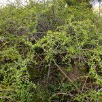 Cotoneaster adpressus Habitus