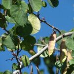 Cercis occidentalis Hostoa