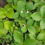 Linnaea borealis 整株植物