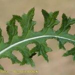 Cirsium filipendulum Leaf