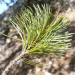 Pinus cembroides Folla