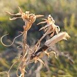 Launaea fragilis Fruit
