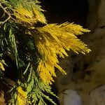 Calocedrus decurrens Leht