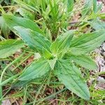 Silene latifolia Leaf