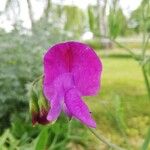 Lathyrus odoratusFlower