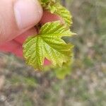 Viburnum acerifolium Feuille