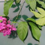 Fridericia chica Hoja