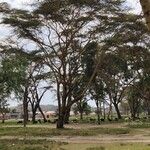 Vachellia xanthophloea Hábito