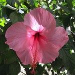 Hibiscus rosa-sinensisFlor