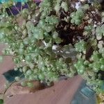 Crassula expansa ഇല