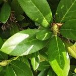 Rhododendron yakushimanum Leaf