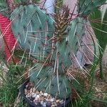 Opuntia polyacantha Leaf