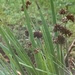 Juncus ensifolius 葉