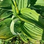 Veratrum album Hoja