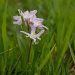 Scilla forbesii 叶